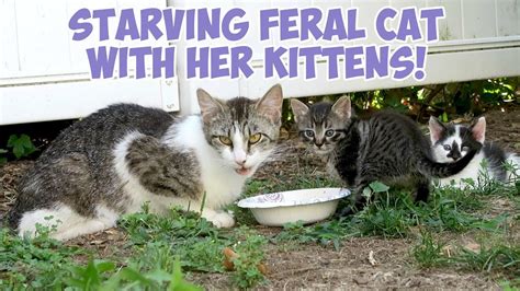 Starving Feral Cat With Her Kittens Training Feral Cats And Feral