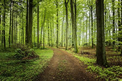Forest Trees Road Landscape Peyzaj Düzenlemesi Fikirleri Resim Chanyeol