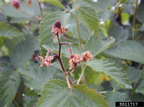 Raspberry Diseases And Pests Description Uses Propagation