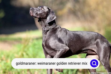 Goldmaraner Weimaraner Golden Retriever Mix A Complete Guide