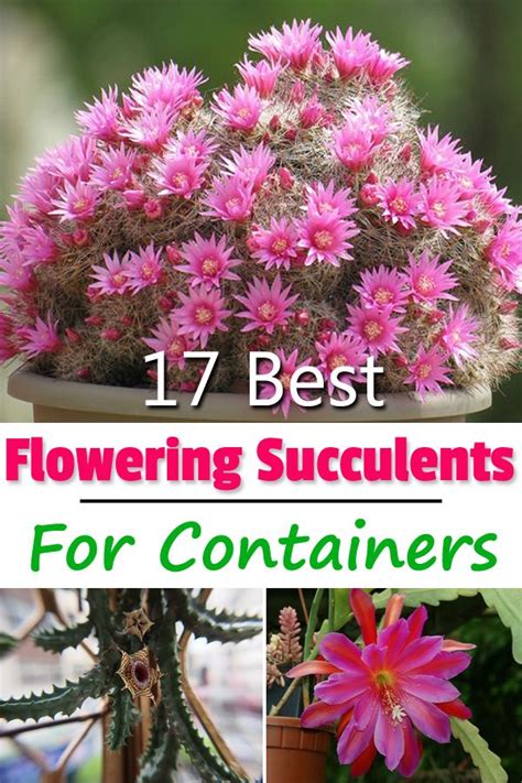 Best Flowering Succulents To Grow Indoors And Outdoors Flowering