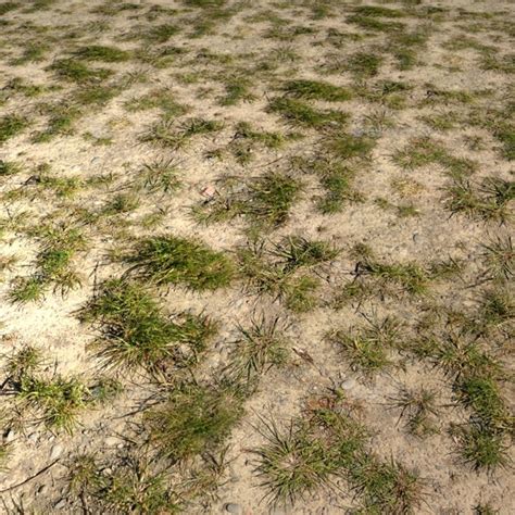 Desert Grass Seamless Texture By Luckyfingers 3docean