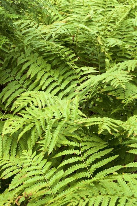Lush Green Ferns Fill Image In Boreal Forest Stock Image Image Of