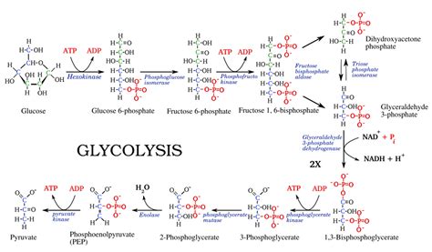 Glycolysis Online Biology Notes