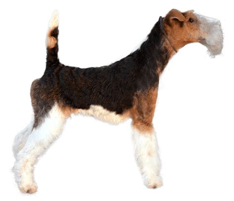 What dog breed looks like a mini airedale terrier? - Quora