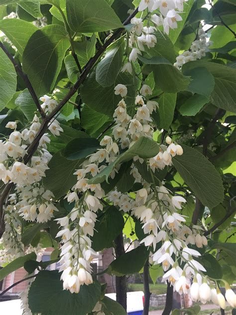 With its ideal weather and reliable water supply — thanks to approximately 155 days of rainfall a year — it is no surprise that the city is covered with greenery and blooming with flowers much of the year. What's this tree that I see blooming in Portland Oregon ...