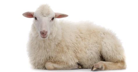 Sheep Animal Facts Ovis Aries Az Animals