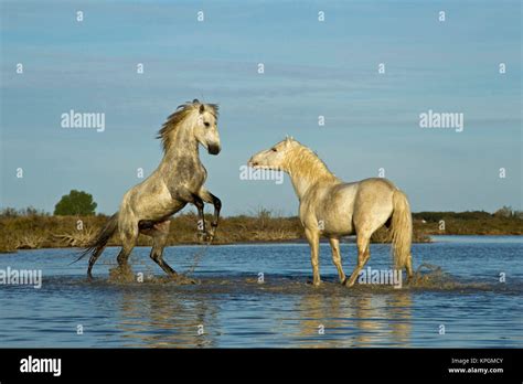 Camargue Horses Running Through Marshy Wetland Of The Camargue