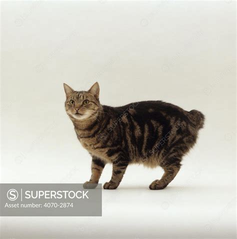 Domestic Cat Felis Catus Tabby Manx Stumpy No Tail Superstock