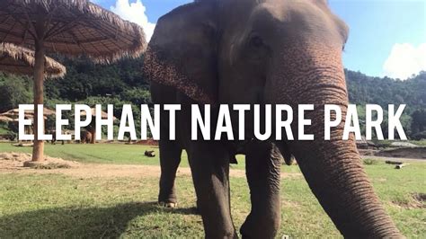 Elephant Nature Park Volunteering 2018 Youtube