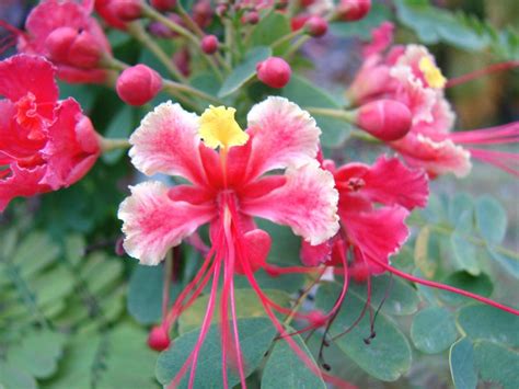 pink pride of barbados peacock caesalpinia pulcherrima rosea 5 seeds pink pride rainbow