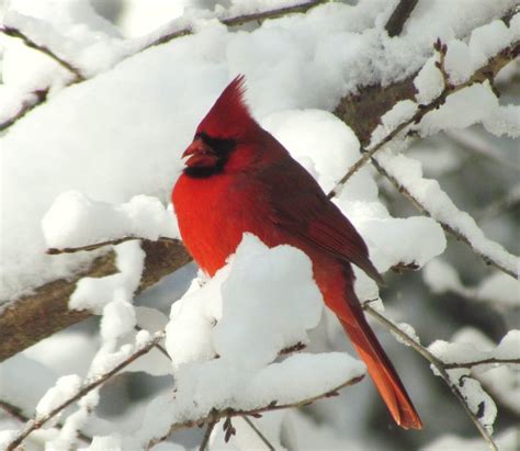 Cardinals In The Snow Wallpaper Wallpapersafari