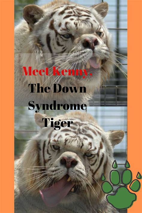 Meet Kenny The Down Syndrome Tiger Tiger Funny Memes Fun Facts