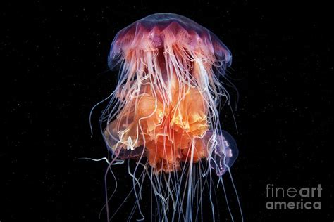 Lions Mane Jellyfish Feeding On Another Jellyfish Photograph By