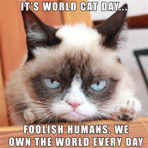 8 New Grumpy Cat Memes