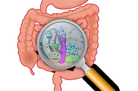 Gut Bacteria Might One Day Help Slow Down Aging Process