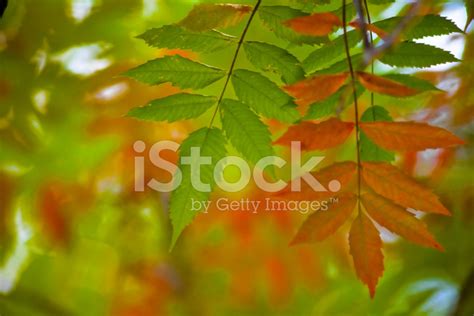 Autumn Colored Leaves Stock Photo Royalty Free Freeimages