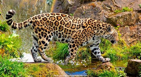 Buy authentic jacksonville jaguars merchandise, jaguars apparel and sportswear for jaguar fans at the official fan shop of the jacksonville jaguars. Interesting facts about jaguars | Just Fun Facts