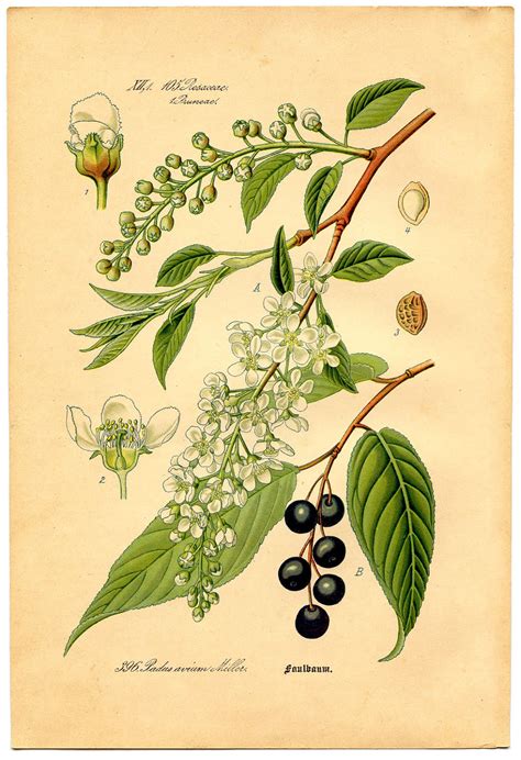 6 Vintage Botanical Printables! - The Graphics Fairy