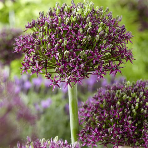 Van Zyverden Allium Magic Set Of 3 Bulbs Purple Part Sun