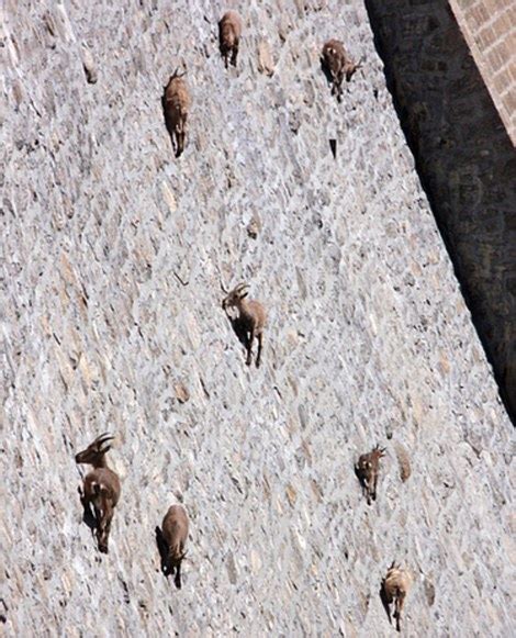 Mountain Goats Climb 160ft Near Vertical Cingino Dam