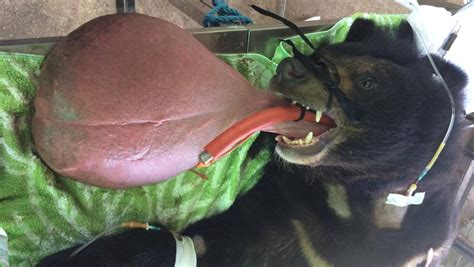 Vets Remove 3kg Of Tissue From Bears Giant Tongue Nz