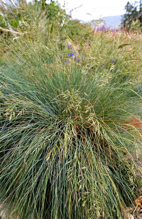 Festuca Idahoensis Mostly Natives Nursery