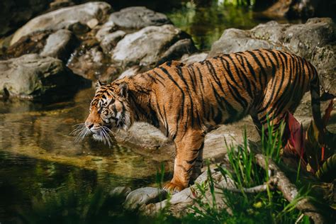 Sumatran Tiger Endangered Big Cat Species Auckland Zoo