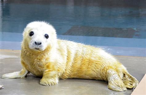The Zoos Baby Seal Is Cute And Cuddly But Dont Be Fooled At The