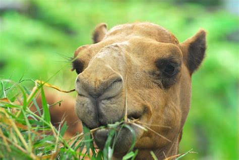 Close Up of Camel is Eating Grass Stock Photo - Image of wild, travel