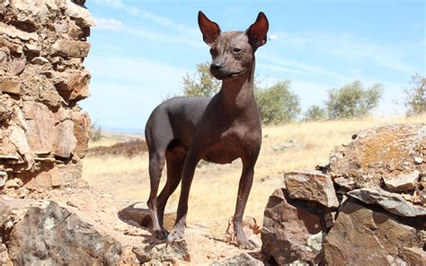 El Perro Sin Pelo Del Perú Machupicchu Luna Tours 🥇