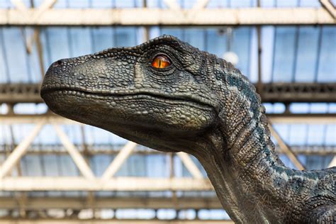 Jurassic Park Was Wrong Study Suggests Raptors Didnt Hunt In Packs