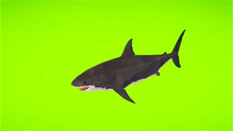Shark Video Samundri 🦈 Shark Video 🦈 Sark Green Background Video 🦈 Fish