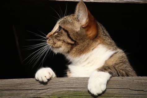6 Steps To Taming A Semi Feral Cat Pets Health News Everyday