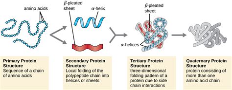 Proteins · Microbiology