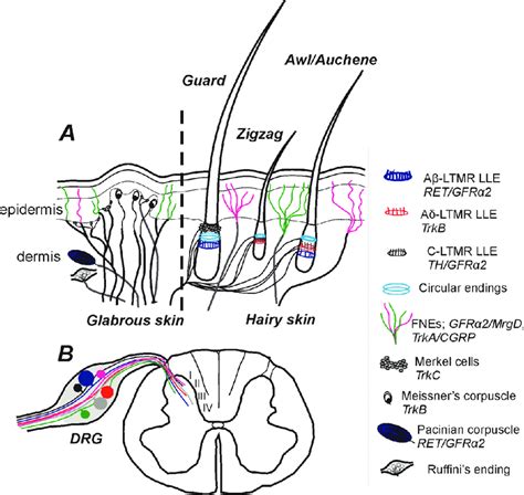 The Organization Of Cutaneous Innervation A In The Glabrous Skin