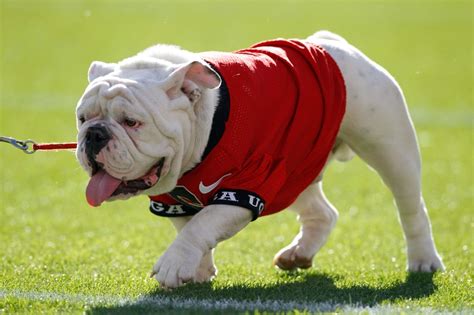 Georgia Football Bulldogs 2016 Preview And Prediction
