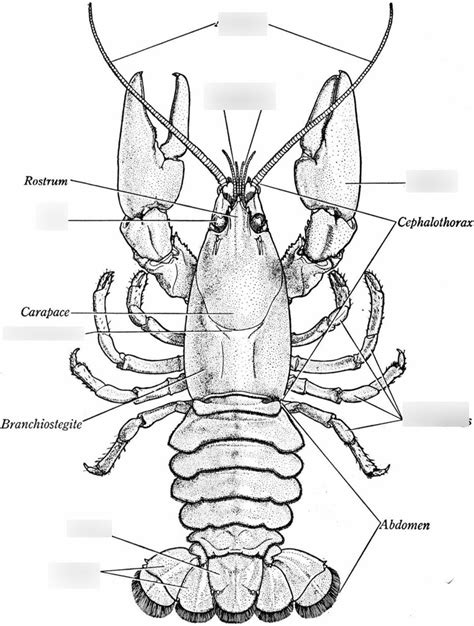 Biology Final Exam Review Crayfish Anatomy Diagram Quizlet