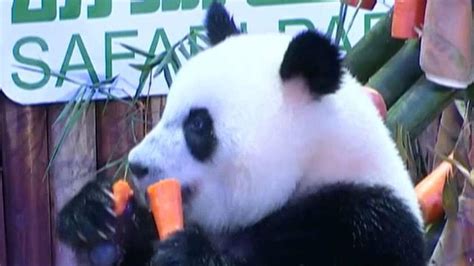 Giant Pandas Are No Longer Endangered On Air Videos Fox News
