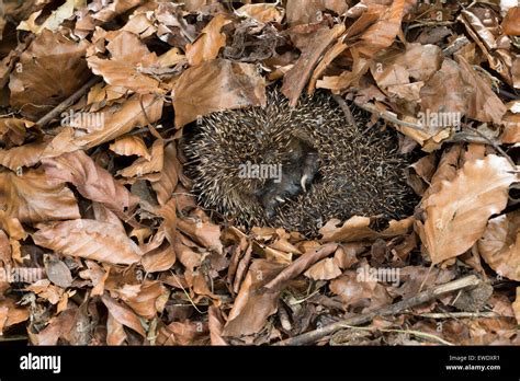 European Hedgehog Hibernation Overwinter Survival Europäischer Igel