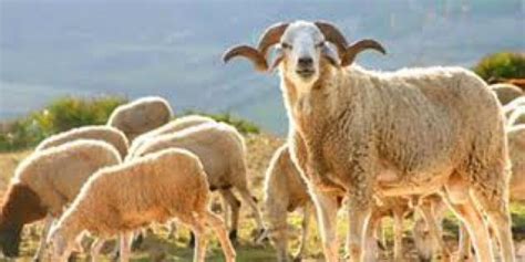 Offrir Un Mouton Pour L Aid - Offrir un mouton pour l’aid 2014 – Coeur Maroc