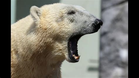 Have You Seen A Polar Bear Having Fun Funny Video Youtube