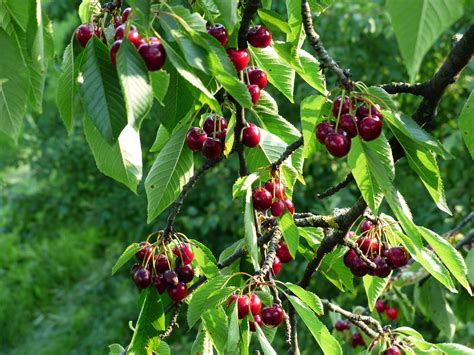 Bing Cherry Fruit Tree Fruit Trees