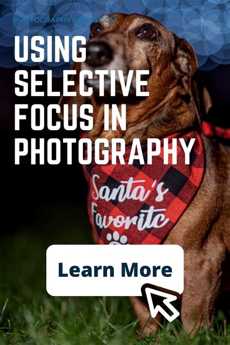 Selective Focus In Photography And How To Use It Well