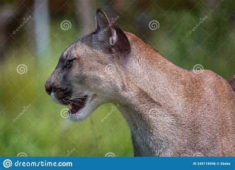 Cougar Ou Lion De Montagne Puma Concolor Photo Stock Image Du