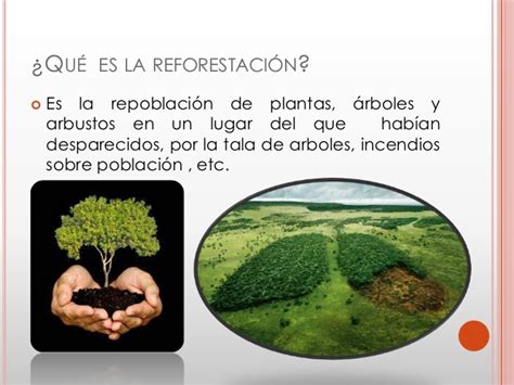 La deforestación es un proceso originado por la acción humana en el medio ambiente. Qué es la germinación de una planta y reforestación