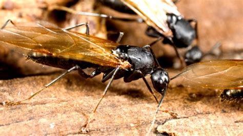 Who What Why How Do Flying Ants Know Its Mating Day Bbc News