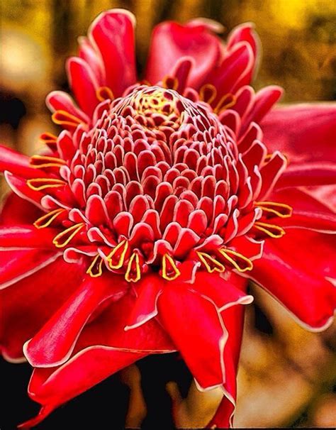Check spelling or type a new query. Pin on JAMAICAN FLOWERS