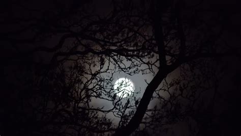 Full Moon With Night Clouds And Large Wicked Tree Time Lapse Stock
