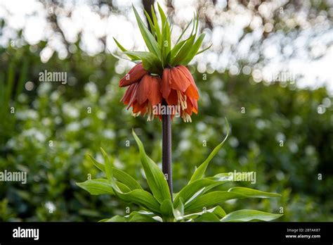 Single Plant Of Vibrant Orange Crown Imperial Fritillaria Imperialis